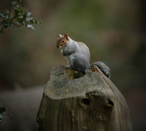 Close-up of a squirrel against blurred background