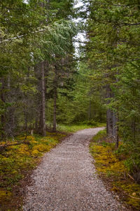 Road passing through forest