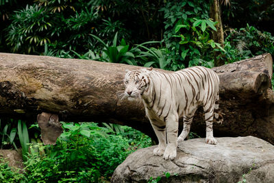 White tiger standing on rock in forest