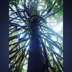 Low angle view of trees