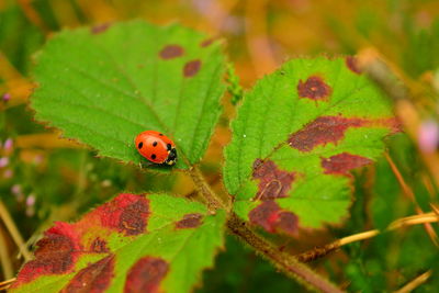 Close-up of ladybug on leaf