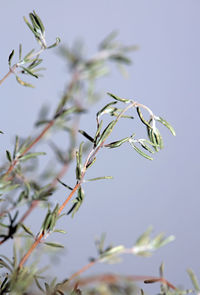 Low angle view of plant against sky