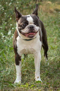 Close-up of dog standing on grass