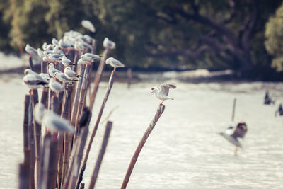 Close-up of birds in water