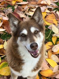 Portrait of dog with leaves during autumn