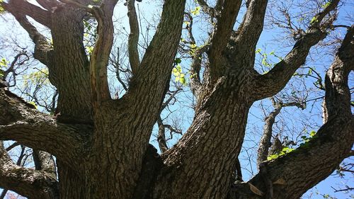 Low angle view of tree against sky