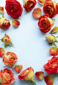 Flowers composition. frame made of red roses and leaves on blue background. 