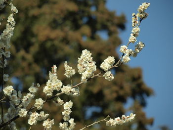 Close-up of white cherry blossom tree