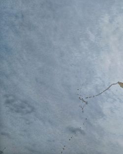 Low angle view of bird flying in sky