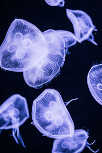 Close-up of jellyfish in sea