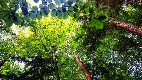 Low angle view of trees growing in forest