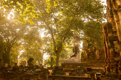 Old ruins against branches