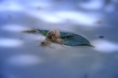 Close-up of insect on leaf