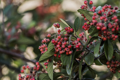 Close-up of berries on tree