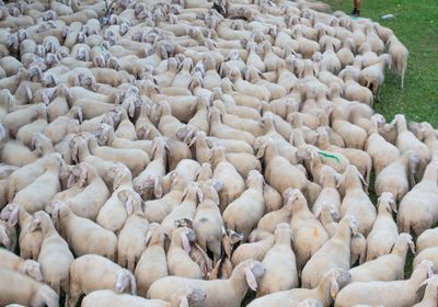Sheep during the transhumance in the mountains of bergamo