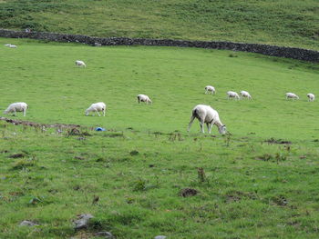 Flock of sheep grazing on field