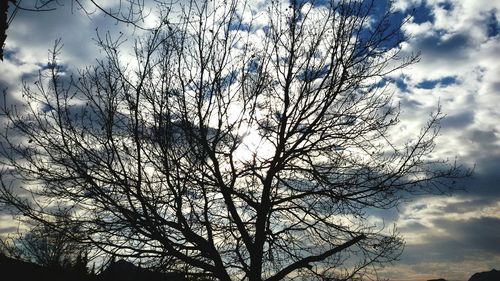 Low angle view of tree against sky