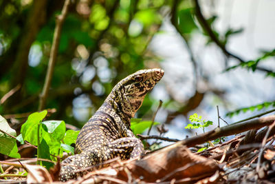 Close-up of a lizard on tree