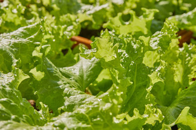 Right frame close up green lettuce leaves and morning natural light