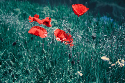 Close-up of red poppy in field