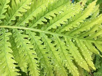 Full frame shot of wet leaves