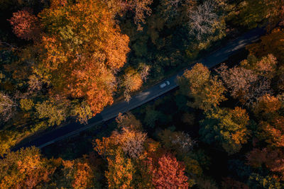 High angle view of trees by road during autumn