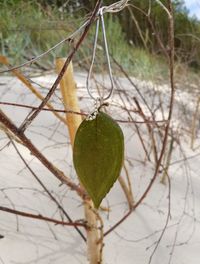 Close-up of fruit growing on tree