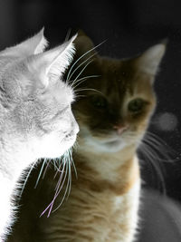 Close-up of a cat looking away