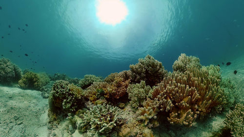 undersea