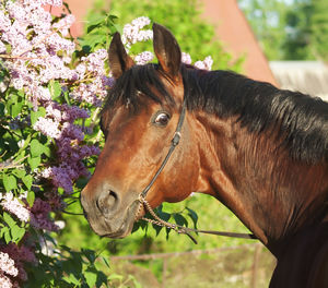 Brown horse eating plants