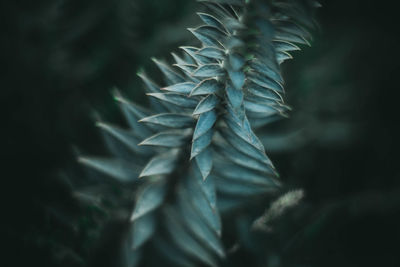 Close-up of pine tree