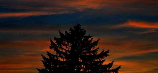 Silhouette of tree at sunset