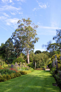 Trees in park