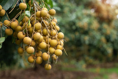 Close-up of fruits growing on tree