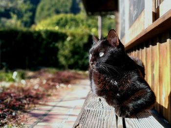 Cat sitting outdoors