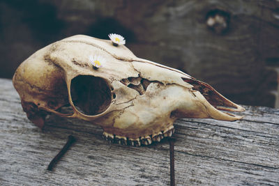 High angle view animal skull and plants on sand