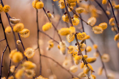 Close-up of yellow flowering plant