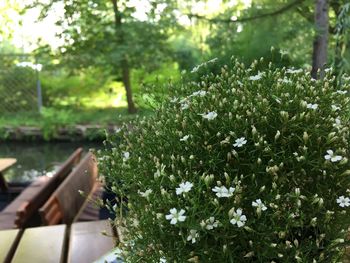 White flowers blooming in park