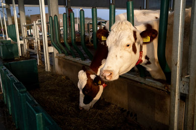 Cow in a shed