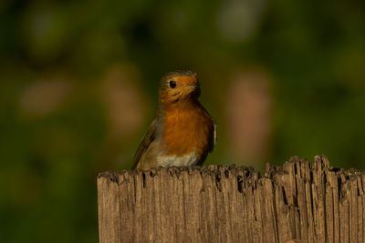 Close-up of bird perching on wooden post