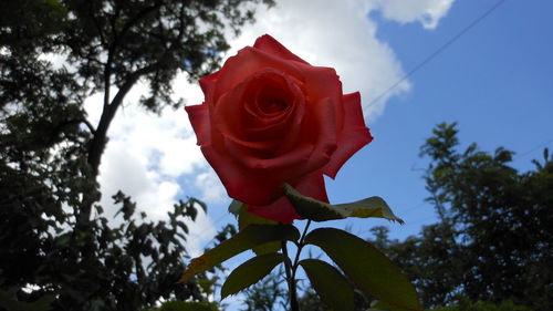 Close-up of red rose against sky