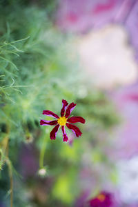 Close-up of pink flower