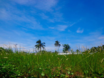 Plants growing on field against sky