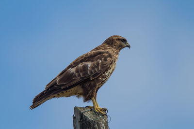 Low angle view of eagle perching against clear sky