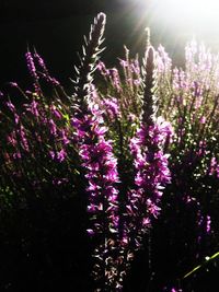 Close-up of pink flowers