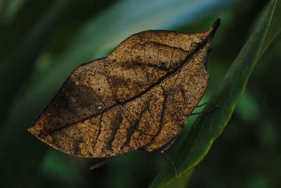 Close-up of dried leaf on plant