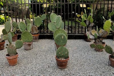 Potted plants growing in garden