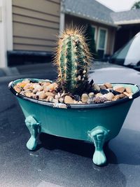 Close-up of succulent plant in tub 