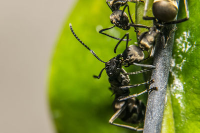 Close-up of ants on stem