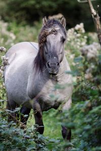 Portrait of konik standing on field